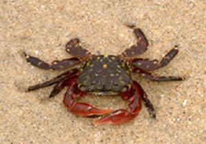 striped crab